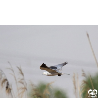 گونه کورکور بال سیاه Black-winged Kite